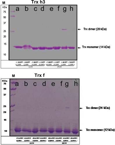 Figure 6.  Effect of Cd binding on Trx. Poplar proteins (5 µg per lane) were mixed with 5 µg Cd, 30 mM β-MET and DTT (+) or equal volume of H2O (−) and incubated for 240 min before being subjected to 15% SDS-PAGE (a, Trx+ β-MET- DTT- Cd; b, Trx- β-MET- DTT- Cd; c, Trx+ β-MET+ DTT- Cd; d, Trx- β-MET+ DTT+ Cd; e, Trx + β-MET+ DTT+ Cd; f, Trx- β-MET+ DTT+ Cd; g, Trx- β-MET- DTT+ Cd; h, Trx + β-MET- DTT+ Cd). M – molecular weight markers are indicated in KDa. Trx dimer and mononer were stained with Coomassie bleue. Experiments were performed in duplicate.