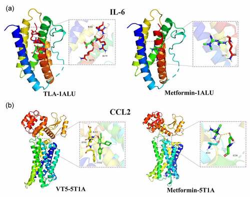 Figure 8. By use of molecular docking analysis, bio-structurally binding capability of metformin with target proteins in obesity/hypertension, including IL-6, CCL2, was identified and demonstrated