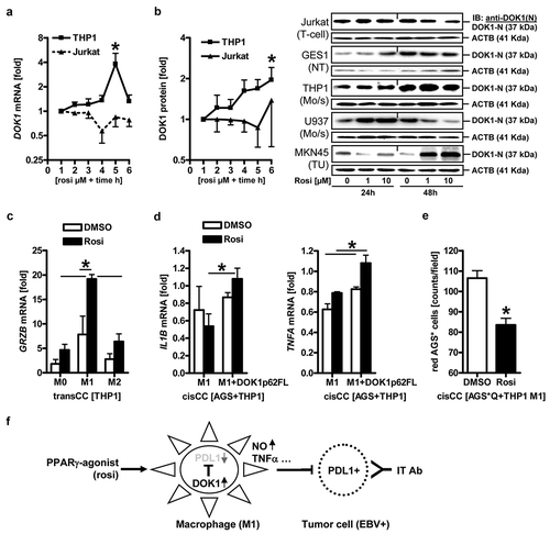 Figure 8. DOK1 is a drugable adapter protein in macrophages via PPARγ. (a–b), PPARγ-agonist up-regulates DOK1 mRNA/protein expression. Cell lines were incubated with increasing concentrations of rosiglitazone (rosi) or vehicle (DMSO) for the indicated times. Legend: 1 = 0 µM, 2 = 1 µM, 3 = 10 µM (24 h); 4 = 0 µM, 5 = 1 µM, 6 = 10 µM (48 h) rosi. (a), Ct-values of RT-qPCRs normalized to ACTB/GAPDH/B2M were calculated as -fold ± S.E. (*p < .05 vs. vehicle, Kruskal Wallis test, n = 3 per cell line). (b), Representative gels (right) and quantitative analyses (left). Data from Western blots normalized to β-actin were calculated as -fold ± S.E. (*p < .05 vs. vehicle, Kruskal Wallis test, n = 3 per cell line). (c), PPARγ-agonist up-regulates GRZB mRNA in macrophages. THP1 M0 cells were polarized to M1 or M2 for 48 h in presence or absence of rosi (10 µM), followed by transCC with AGS cells as described. Ct-values of RT-qPCRs normalized to B2M were calculated as -fold ± S.E. (*p < .05 vs. vehicle, Two-way ANOVA, n = 3 per gene). (d), PPARγ-agonist increases inflammatory gene expression in contact-dependent co-cultures (cisCC) with macrophages. THP1 M0 cells were transfected and polarized to M1 in presence or absence of rosi (10 µM), followed by cisCC with AGS cells for additional 48 h. Ct-values of RT-qPCRs normalized to B2M were calculated as -fold ± S.E. (*p < .05 vs. vehicle or EV, Two-way ANOVA, n = 3 per gene). (e), PPARγ-agonist reduces the viability of gastric cancer cells in contact-dependent co-cultures (cisCC) with macrophages. THP1 M0 cells were transfected and polarized to M1 in presence or absence of rosi (10 µM), followed by exposure to red 655 nm QTracker-labelled AGS* cells as detailed in Figure 6. Data are mean AGS* cell numbers ± S.E. (*p < .05 vs. vehicle, Kruskal Wallis test, n = 5). (f), Scheme of DOK1 signaling in macrophages. PPARγ-agonist (rosi) up-regulates DOK1 in macrophages, which in turn inhibits PD-L1 and thereby enhances M1-like functions (e.g., inflammation, cytotoxicity, phagocytosis) against tumor cells. This approach may synergize with clinically-in-use immunotherapy (e.g., by PD1 blocking antibodies, abbrev. IT Ab) against PD-L1+ tumor cells (such as in EBV+ gastric cancer). Detailed description is provided in S16.