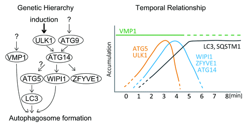 Figure 7. Schematic models of the genetic hierarchy and temporal relationship among mammalian ATG proteins. Genetic hierarchy of mammalian ATG proteins based on previous reportsCitation6-Citation8 (left) and their temporal relationship revealed by the current study (right) are shown.