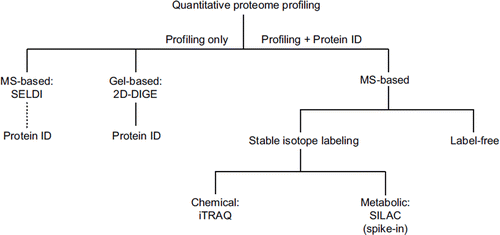 Figure 2. ‘Quantification tree’ showing the most common approaches for proteome profiling in discovery proteomics. SELDI and 2D-DIGE reveal only pattern information in the first instance, but 2D-DIGE (in contrast to SELDI) can be readily interfaced to mass spectrometric protein identification. MS-based approaches, which reveal both protein profile and identity, branch into stable isotope labeling-based and label-free techniques. Stable isotopes can be introduced by chemical tagging (e.g. iTRAQ) or by metabolic labeling (e.g. SILAC). SILAC can only be applied as a spike-in version to human material as it requires metabolic labeling of proteins in cell culture. For label-free quantification, peptide intensities are compared within separate LC-MS/MS runs.SELDI: surface-enhanced laser desorption isonization; 2D-DIGE: two-dimensional fluorescence difference gel electrophoresis; MS: mass spectrometry; SILAC: stable isotope labeling with amino acids in cell culture; iTRAQ: isobaric tag for relative and absolute quantitation; LC: liquid chromatography.