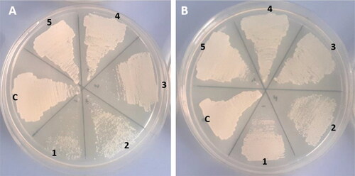 Figure 13. Agar plates showing the impact of treatment of (A) Iron (II) phthalocyanine (b) Zinc phthalocyanine on C. albicans, 1: 16 mg/ml; 2: 8 mg/ml; 3: 4 mg/ml; 4: 2 mg/ml; 5: 1 mg/ml; c: control.