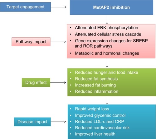 Figure 2 Mode of action for MetAP2 inhibitors and impact on obesity.