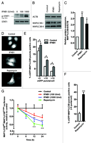 Figure 1. IFNB1 induced autophagy in MCF-7 breast cancer cells by mediating MAP1LC3B conversion. (A) MCF-7 cells were IFNB1 responsive. MCF-7 eGFP-MAP1LC3B cells were cultured for 24 h, serum starved 3 h and stimulated with control medium or 100 or 1000 U/ml of IFNB1 for 30 min. Western blot analysis was performed for p-STAT1 and STAT1 protein. (B and C) IFNB1 induced MAP1LC3B-I to MAP1LC3B-II conversion. (B) MCF-7 eGFP-MAP1LC3B cells were cultured for 24 h and then treated with control medium, 1000 U/ml IFNB1 or 1 μM rapamycin for further 24 h. Western blot analysis was performed for MAP1LC3B and ACTB/β-actin proteins. (C) Quantification of band intensities in (B). Data represent mean and SEM of three independent experiments. Statistical analysis was performed using one-way repeated measures ANOVA followed by Dunett’s post-test against the control sample, *p < 0.05 and **p < 0.01. (D–F) IFNB1 induced eGFP-MAP1LC3B translocation. MCF-7 eGFP-MAP1LC3B cells were cultured for 72 h and then treated for an additional 24 h with control medium or 100 U/ml IFNB1 or with 200 nM rapamycin 2 h prior to fixation. Percentage of eGFP-MAP1LC3B-positive cells was quantified automatically as described in Materials and Methods. (D) Representative pictures of control, IFNB1 and rapamycin-treated cells. (E) Quantification of eGFP-MAP1LC3B translocation after IFNB1 treatment. Three different thresholds, >5, >10 or >15 eGFP-MAP1LC3B puncta/cell, were used to define an eGFP-MAP1LC3B puncta-positive cell. Data represent mean and SEM of three independent experiments, each obtained from an average of five replicates. Statistical analysis was performed using Student’s paired t-test, *p < 0.05. (F) Quantification of eGFP-MAP1LC3B translocation after rapamycin treatment. A threshold of >5 eGFP-MAP1LC3B puncta/cell was used to define an eGFP-MAP1LC3B puncta-positive cell. Data represent mean and SD of three replicates. Statistical analysis was performed using Student’s unpaired t-test, ***p < 0.001. (G) IFNB1 induced autophagic flow. MCF-7 RLuc-MAP1LC3B WT and RLucMAP1LC3BG120A cells were cultured for 72 h and then treated with control medium, 100 or 1000 U/ml IFNB1 or 200 nM rapamycin. The autophagic flux was measured at 6, 12 and 24 h after treatment as described in Materials and Methods. Data represent mean and SEM of six replicates and is representative of two independent experiments. Statistical analysis using one-way repeated measures ANOVA followed by Dunett’s post test against the control sample was performed individually for each time point, *p < 0.05, **p < 0.01 and ***p < 0.001.