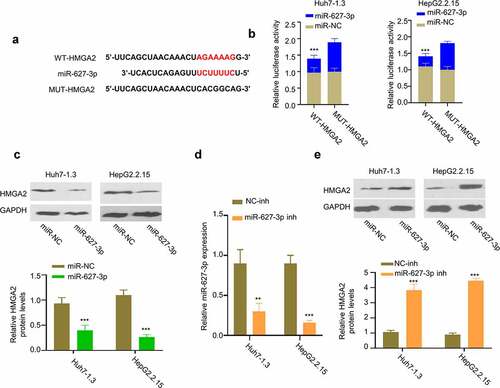 Figure 5. HMGA2 is a target of miR-627-3p. (a) Predicted binding site between HMGA2 mRNA and miR-627-3p was identified by Targetscan online tool. (b) Dual-luciferase reporter assay in Huh7-1.3 and HepG2.2.15 cells transfected with wild-type or mutated HMGA2 luciferase reporter, in the presence of miR-627-3p mimic or miR-NC. (c) HMGA2 protein level in cells transfected with miR-627-3p mimic. (d) The effect of miR-627-3p inhibitor transfection was detected by RT-qPCR. (e) Western blot analysis of HMGA2 protein level in Huh7-1.3 and HepG2.2.15 cells transfected with NC inhibitor or miR-627-3p inhibitor.