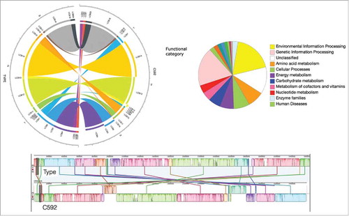 Figure 5. Comparative genomic analysis between Eggerthella lenta strain C592 and Eggerthella lenta DSM 2243 (type strain). Circular and linear Mauve alignment representation are displayed. BlastKOALA pie chart depicts abundances within color-coded functional gene categories.