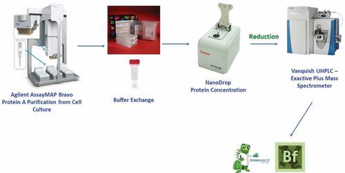 Figure 1. Workflow for reduced intact mass analysis from cell culture