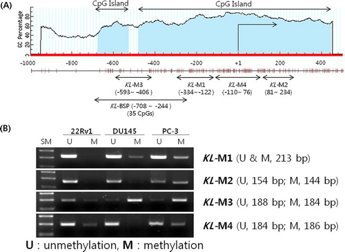 Figure 5. Methylation status of the KLOTHO CpG island region in prostate cancer cell lines.