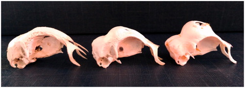 Figure 3. Skull height in PCxB (on the left), PA (in the middle), PC (on the right). Lateral view.