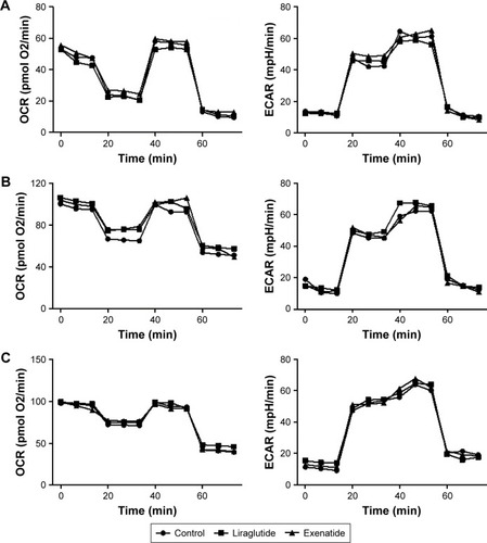 Figure 7 Effects of GLP-1R agonists on mitochondrial respiration and glycolysis in PTC cell lines.