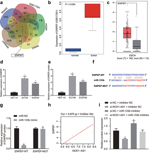 Figure 5. NCK1-AS1 competitively binds to miR-133b by upregulating expression of ENPEP. A, the Venn plot of intersection predicated by RNA22, mirDIP, DIANA and miRWALK. B, Expression of ENPEP in ESCC-related dataset GSE17351. C, Expression of ENPEP from GEPIA database in esophageal carcinoma. D, mRNA expression of ENPEP in EC109 and EC9706 cells examined by qRT-PCR. E, Protein expression of ENPEP in ESCC cells analyzed by immunoblotting assay. F, Schematic diagram of targeted binding sites and mutation sites between miR-133b and ENPEP assessed by bioinformatic analysis. G, the binding relationship between miR-133b and ENPEP determined by dual luciferase reporter gene assay. H, the correlation of expression of NCK1-AS1 and ENPEP in the GSE17351 dataset. The x-axis represents the expression of NCK1-AS1, the y-axis represents the expression of ENPEP, each point in the figure represents a sample, and the upper part represents the correlation coefficient and p value. I, the expression of ENPEP protein determined by immunoblotting. * p <0.05 vs. HET-1A cells, mimic NC, or si-NC + inhibitor NC. The measurement data were expressed by mean ± standard deviation, pairwise comparison was analyzed by independent sample t-test. Comparison of which among multiple groups was assessed by one-way ANOVA Tukey’s posttest.