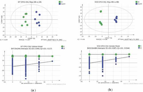 Figure 3. (a) OPLS-DA plots of 24 h and MeJA-24 h sprouts; (b) OPLS-DA plots of 48 h and MeJA-48 h sprouts