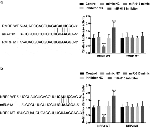 Figure 6. The association of miR-613 with RMRP and NRP2. A. miR-613 overexpression significantly suppressed the luciferase activity of RMR WT, which was enhanced by the knockdown of miR-613. B. miR-613 dramatically regulated the luciferase activity of NRP2 WT, while the NRP2 MT was not affected by miR-613. ***P < 0.001