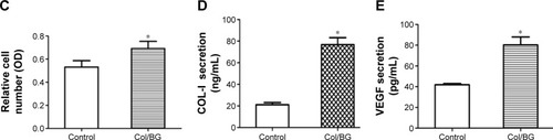 Figure 4 Biological effects of HDFs induced by the Col/BG nanofibers cultured for 24 h.Notes: (A) SEM photographs of HDFs. Magnification ×1000. (B) Fluorescence microscopy photographs of HDFs. Magnification ×200. (C) The viability of HDFs. (D) Col-I cytokine secretion from HDFs. (E) VEGF cytokine secretion. The control group was cultured on cover slips. The results presented as the mean ± StD. *P<0.05 indicates statistically significant difference between the control and Col/BG groups.Abbreviations: Col-I, type one collagen; Col/BG, collagen/bioactive glass; HDFs, human dermal fibroblasts; OD, optical density; StD, standard deviation; SEM, scanning electron microscopy; VEGF, vascular endothelial growth factor.