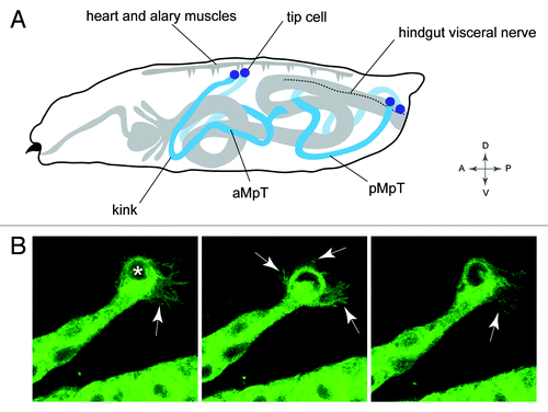 Figure 5. Positioning the tubule in the body cavity (A), Drawing of a Drosophila larva showing the final position of the MpTs relative to other internal structures. Anterior and posterior MpTs (aMpT and pMpT) are indicated, tip cells are shown in purple, gut and heart are shown in gray, the hindgut visceral nerve is depicted by a dashed line. Anterior, posterior, dorsal, ventral coordinates are given. (B) Still images from MpT movie showing the dynamic filopodial extensions (arrows) of the tip cell (indicated in first panel by asterisk). The time interval between images is 5 min. Images in B courtesy of Helen Weavers.