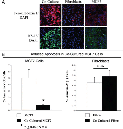 Figure 6 MCF7 cancer cells mount an anti-oxidant defense when co-cultured with fibroblasts, protecting them from apoptosis. (A) Increased expression of peroxiredoxin-1 in co-cultured MCF7 cells. Day 5 co-cultures of hTERT-fibroblasts and MCF7 cells and the corresponding homotypic cultures were immunostained with anti-peroxiredoxin-1 (red) and anti-K8/18 (green, detecting tumor epithelial cells) antibodies. DAPI was used to stain nuclei (blue). Upper panels show only the red channel to appreciate peroxiredoxin 1 staining, while the lower panels show the merged images. Note that the expression level of peroxiredoxin-1 is very low in homotypic cultures of fibroblasts and MCF7 cells. However, peroxiredoxin-1 levels are greatly increased in co-cultured MCF7 cells. Importantly, images were acquired using identical exposure settings. Original magnification, 20x. (B) Reduced apoptosis in MCF7 co-cultures. Co-cultures of hTERT-fibroblasts and GFP (+) MCF7 cells and the corresponding homotypic cultures were subjected to annexin-V staining and then analyzed by FACS. Thus, the GFP (+) and GFP (−) cells represent MCF7 cells and hTERT-fibroblasts, respectively. Note that MCF7 cells maintained in co-culture show an ∼6-fold reduction in apoptosis, as compared to MCF7 cells cultured alone. Although co-cultured fibroblasts do not show a significant change in apoptosis rates, there still must be a high level of protection, as the co-cultured fibroblasts show the largest increases in ROS production and DNA damage, without any increases in apoptosis.