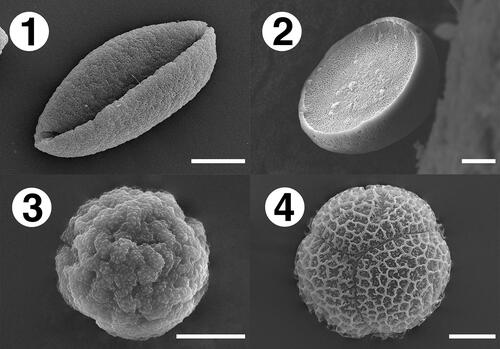 Plate 13. Morphology of dry pollen grain with different aperture types. 1: monosulcate (Liriope spicata); 2: ulcus (Dracaena angustifolia); 3: omniaperture (Aspidistra attenuata); 4: clypeate (Thysanotus chinensis). Scale bar = 10 μm.