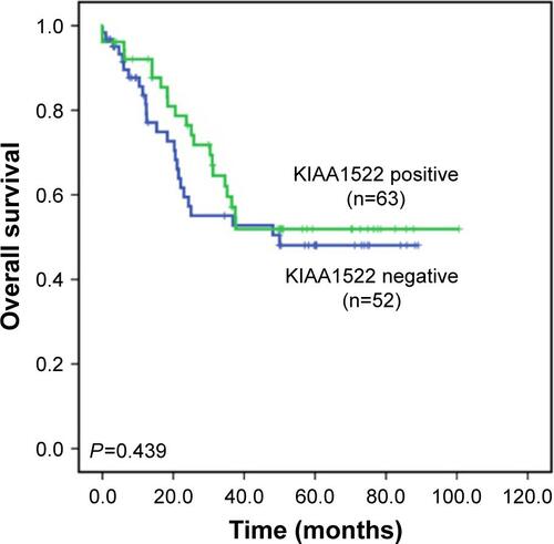 Figure S1 Kaplan–Meier overall survival curve according to the KIAA1522 levels in ESCC patients.Notes: Overall survival is shown for the 115 patients with ESCC based on KIAA1522 levels as measured by immunohistochemistry. P-values were calculated by log-rank test.Abbreviation: ESCC, esophageal squamous cell carcinoma.