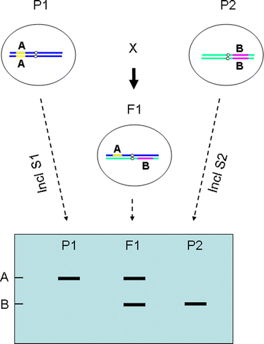 Fig. 2  Hypothesis of hybrid early identification using RGAP markers.
