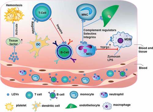 Figure 3. The function of leukocyte-derived extracellular vesicles (LEVs)