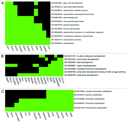 Figure 3. H4K12ac-associated promoters involved in reproductive process (A), embryonic development (B) and chromatin organization (C). Spermatogenesis / fertility-related and developmentally important gene promoters selected according to gene ontology classification available as a web tool (http://david.abcc.ncifcrf.gov/).