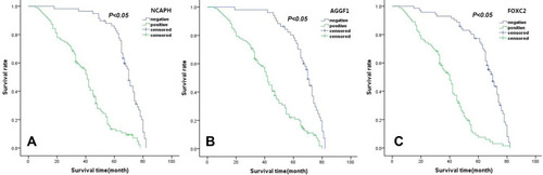 Figure 2 Survival curves of serous ovarian cancer patients ((A) NCAPH, (B) AGGF1, (C) FOXC2).