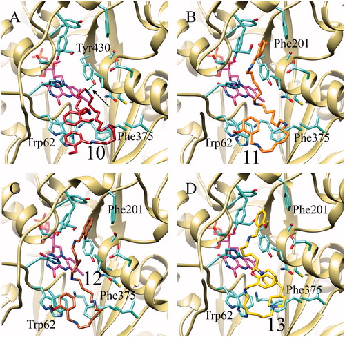 Figure 3. Best docking poses obtained for the inhibitors structurally related to methoctramine (10–13) in complex with PAOX. Compound 10 in panel A, 11 in B, 12 in C and 13 in D. Hydrogen bond between Tyr430 and the inhibitor 10 is highlighted in green and indicated by a black arrow.