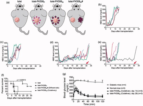 Figure 3. Transplantation of rat pancreatic islets in diabetic C57BL/6 mice. (a) Experimental groups. (b) Non-fasting blood glucose (NBG) level of the mice transplanted with islets (islet; n = 4). (c) NBG level of the mice transplanted with islets and FK506P (10 mg/kg) at the same site (islet-FK506P; n = 5). (d) NBG level of the mice transplanted with islets and FK506M (10 mg/kg) at the same site (islet-FK506M; n = 5). (e) NBG level of the mice transplanted with islets and FK506M (10 mg/kg) on different sites (islet-FK506M#; n = 5). Arrows at day 30 indicate the day of retrieval of Matrigel. Each line indicates blood glucose profile of an individual mouse. (f) Kaplan–Meier curve for graft survival time. Graft survival time in islet-FK506M increased significantly compared to that of the islet-only transplanted group (p = .00013). (g) Intraperitoneal glucose tolerance test (IPGTT) in diabetic mice (open circle; n = 4), normal mice (closed circle; n = 5), islet–FK506M transplanted diabetic recipients on day 14 of transplantation (open triangle; n = 5), and islet–FK506M transplanted diabetic recipients on day 28 of transplantation (closed triangle; n = 3). The values represent means ± SD.