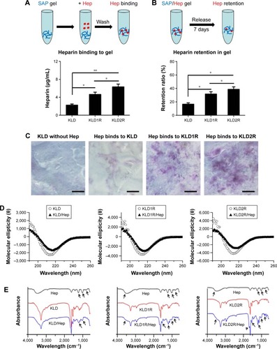 Figure 2 Effect of cationic SAPs on Hep binding and retention.Notes: (A, B) Determination of Hep binding and retention in SAP gels by toluidine blue method. (C) Toluidine blue staining of Hep bound to SAP gels (scale bar =200 μm). (D) Circular dichroism spectra of SAP and SAP/Hep solution. (E) FTIR spectra of Hep, SAP, and SAP/Hep solution. Data are mean ± SD. *P<0.05; **P<0.01. 100× magnification (C). Arrows indicate the shift of SAP peaks induced by Hep.Abbreviations: K, lysine; L, leucine; D, aspartate; R, arginine; Hep, heparin; SAP, self-assembling peptide; FTIR, Fourier transform infrared.