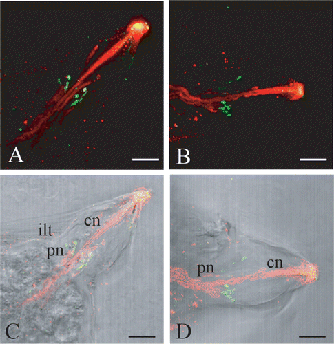 Figure 2 Confocal laser images of dorsal right(A) and left (B) papillae showing the localization of serotonin (FITC signal, in green) and of β‐tubulin (TRITC signal, in red). The yellow colour at the apex is an artifact due to unspecific adhesion of both secondary antibodies in the fenestration of the tunic, where distal processes of central neurons reach the surface. C,D, superimposition of A and B to light microscopy imagines. cn, central neurons; ilt, inner layer of the tunic; pn, peripheral neurons. Scale bar: 20 µm.