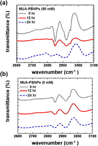 Figure 3. FTIR spectra of the as-prepared MUA-PBNPs from (a) 50 mM and (b) 5 mM MUA and those immersed in PBS after 12 and 24 h.