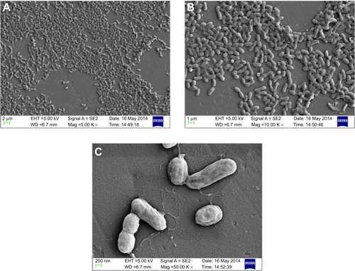 Figure S4 Scanning electron micrograph of untreated Vibrio fluvialis L-15318 at different magnifications (A) 5,000×, (B) 10,000×, and (C) 50,000×.