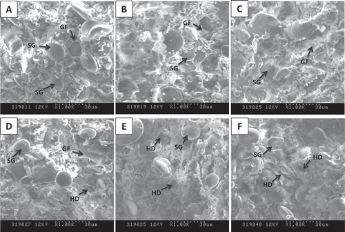 Figure 5. Scanning electron micrographs of the dough samples with potato granules at different concentrations (A: 0%, B: 20%, C: 25%, D: 30%, E: 35%, F: 40%). SG: starch granule; GF: gluten film; HD: hollows and ditches.