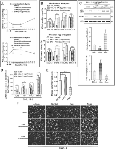 Figure 3. Impaired autophagy promotes the maintenance of neuropathic pain. (A) Effects of different concentrations of autophagy inhibitor 3-methyladenine (3-MA, upper) and autophagy activator rapamycin (Rapa, down) on the thresholds of mechanical allodynia during neuropathic pain maintenance. The paw withdrawal threshold tests were carried out one day before spinal nerve ligation surgery (−1), and at days 7, 10, 14, 21, and 28 after SNL. Each test was repeated 3 times. Data are presented as the mean ± SD, n = 6 mice/group. *p < 0.05, **p < 0.01 vs DMSO group. The black arrow represents the time points of intrathecal administration. (B) Effects of autophagy inhibitor 3-MA (5 μg/d/mouse) and autophagy activator Rapa (5 μg/d/mouse) on the thresholds of mechanical allodynia (upper) and thermal hyperalgesia (down) during neuropathic pain maintenance. Each test was repeated 3 times. Data are presented as the mean ± SD, n = 6 mice/group. **p < 0.01; ns: no significance. (C) Western blots analysis of autophagy marker LC3-II and SQSTM1 in spinal cords after treatment with 3-MA or Rapa, SNL14d (SNL postoperative 14 d). The statistical results of protein levels of LC3-II and SQSTM1 were shown. Data are presented as the mean ± SD, n = 3 mice/group. *p < 0.05, **p < 0.01. (D) Effect of autophagy inhibitor 3-MA and autophagy activator Rapa on the level of neuroinflammation in spinal cords, SNL14d. Data are presented as the mean ± SD, n = 4 mice/group. *p < 0.05; **p < 0.01. (E) Double immunofluorescence staining in the spinal dorsal horn of 8-OHdG (green) and RBFOX3/NeuN, a neuronal marker (red) after treatment with 3-MA or Rapa, SNL14d. Bar: 100 μm. (F) The statistical results of ROS levels in spinal cord neurons after inhibition or activation of autophagy in Figure 3E. Data are presented as the mean ± SD. n = 3 mice/group, 6 slices per mouse were employed. *p < 0.05, **p < 0.01