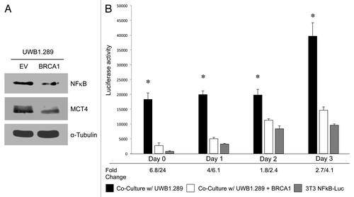 Figure 9. BRCA1-null ovarian cancer cells promote activation of the pro-autophagic and pro-glycolytic NFκB pathway in the tumor stroma: rescue with wild-type BRCA1. (A) NFκB p65 subunit and MCT4 expression. UWB 1.289 cells with wild-type BRCA1 overexpression (UWB1.289+BRCA1) were cultured in 10% FBS DMEM for 72 h, achieving a confluent state. Western blot was performed to assess NFκB p65 subunit expression and MCT4 expression. Equal loading was assessed by β-tubulin immunoblotting. Note that BRCA1 wild-type overexpression leads to downregulation of NFκB and MCT4. (B) NFκB activation in the tumor stroma. NIH3T3-NFκB-Luc reporter fibroblasts were plated with UWB1.289 cells or with UWB1.289+BRCA1 cells. The next day, the media was changed and that was considered day 0. Cells were then cultured for up to 3 d. As a control, homo-typic cultures of fibroblasts alone were established and processed in parallel. Luciferase activity was measured daily. Note that luciferase activity is increased by 24-fold on day 0 in NFκB-Luc fibroblasts co-cultured with UWB1.289 cells, as compared with homo-typic cultures. These results suggest that the NFκB pathway is potently activated as an early event during co-culture. Although the fold difference in luciferase activity is highest at day 0, the activity remains elevated by ~4-fold at day 3 in NIH3T3-NFκB-Luc co-cultured cells with UWB1.289 cells, as compared with homotypic cultures. Thus, NFκB activation in stromal fibroblasts persists at later time-points. *p < 0.0002 for day 0, *p < 1.5E-5 for day 1, *p < 0.002 for day 2, *p < 0.0006 for day 3; NFκB-Luc homo-typic cultures (fibroblasts alone) vs. UWB1.289 comparisons (fibroblasts plus ovarian cancer cells) (Student’s t-test).