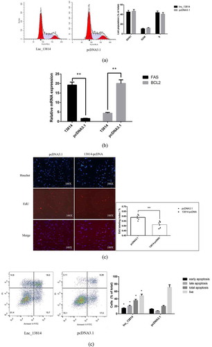 Figure 5. Effect of lnc_13814 on proliferation and apoptosis on duck GCs