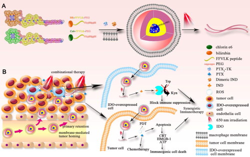 Figure 6. Illustration of the construction and the drug-action mechanism of macrophage membrane-biomimetic nanoparticles (Liu et al., Citation2020a). © 2020. The Author(s). All rights reserved. Reproduced with permission.