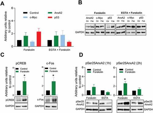 Figure 6. Short-term (1 hr) forskolin treatment increases the expression of p53 while decreasing the expression of c-Myc. Panel A: 1 hr stimulation of PC12 cells with 20 µM Fsk alone or in combination with a 1 hr pre-treatment with 100 µM EGTA and the effect on the expression of AnxA2, c-Myc and p53. The controls are indicated with black columns and are untreated cells with vehicle (DMSO) for Fsk treatment alone. For Fsk treatment with pre-incubation with EGTA, the control cells were treated with vehicle and EGTA. Panel B: Representative Western blots of the results shown in Panel A. GAPDH was used as a loading control. Panel C: The effect of 1 hr Fsk treatment on the phosphorylation of CREB and the expression of c-Fos. Untreated controls are shown as black columns and Fsk-treated cells with green columns. Representative Western blots are shown below the columns. Panel D: The effect of 1 and 2 hr Fsk treatment on the Ser25 phosphorylation of AnxA2. Proteins (12 μg) derived from total lysate from PC12 cells were subjected to 4–20% SDS-PAGE and western blot analysis. The results from three independent experiments (n = 3) are shown and were normalized to GAPDH. The standard deviations are also indicated. Statistical significance compared to control was determined by the two-tailed Student’s t-test (*p < 0.05)