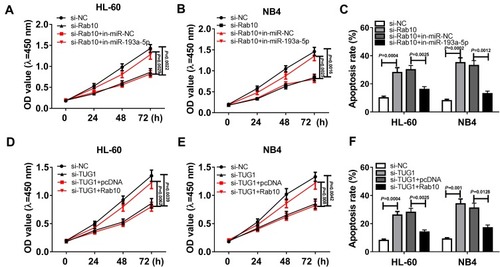 Figure 7 TUG1 regulated the cell viability and death of AML cells through regulating miR-139a-5p/Rab10 axis. (A–C) HL-60 and NB4 cells were transfected with si-NC, si-Rab10, si-Rab10+ in-miR-NC or si-Rab10 + in-miR-193a-5p. (A, B) CCK-8 assay for transfected HL-60 and NB4 cells. (HL-60: si-Rab10 VS si-NC, P=0.0022; HL-60: si-Rab10 + in-miR-193a-5p VS si-Rab10+ in-miR-NC, P=0.0029; NB4: si-Rab10 VS si-NC, P=0.0016; NB4: si-Rab10 + in-miR-193a-5p VS si-Rab10+ in-miR-NC, P=0.0025) (C) Death of HL-60 and NB4 cells after transfection. (HL-60: si-Rab10 VS si-NC, P=0.0004; HL-60: si-Rab10 + in-miR-193a-5p VS si-Rab10+ in-miR-NC, P=0.0025; NB4: si-Rab10 VS si-NC, P=0.0002; NB4: si-Rab10 + in-miR-193a-5p VS si-Rab10+ in-miR-NC, P=0.0012) (D–F) HL-60 and NB4 cells were transfected with si-NC, si-TUG1, si-TUG1 + pcDNA or si-TUG1 + Rab10. (D–E) The cell viability of transfected HL-60 and NB4 cells measured by CCK-8 assay. (HL-60: si-TUG1 VS si-NC, P=0.0039; HL-60: si-TUG1 + Rab10 VS si-TUG1 + pcDNA, P=0.0062; NB4: si-TUG1 VS si-NC, P=0.0042; NB4: si-TUG1 + Rab10 VS si-TUG1 + pcDNA, P=0.008) (F) Death of transfected HL-60 and NB4 cells. (HL-60: si-TUG1 VS si-NC, P=0.0004; HL-60: si-TUG1 + Rab10 VS si-TUG1 + pcDNA, P=0.0025; NB4: si-TUG1 VS si-NC, P=0.001; NB4: si-TUG1 + Rab10 VS si-TUG1 + pcDNA, P=0.0128).