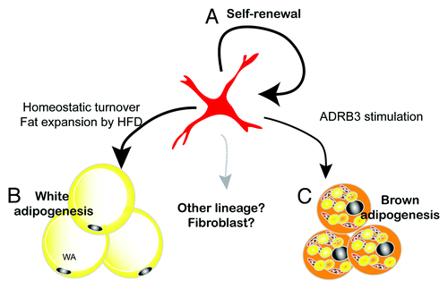 Figure 3. PDGFRα+ cells are remodeling stem cells in adult WAT. Adult mouse WAT contains white/brown bipotent progenitors. (A) The ability of FACS-isolated PDGFRα+ cells to form clones in vitro, and the stable tissue content of these cells over the course of ADRB3 recruitment, indicates that PDGFRα+ cells have self-renewing properties. (B) PDGFRα+ cells contribute to basal homeostatic turnover of WA and to hyperplasic remodeling induced by high fat feeding. (C) PDGFRα+ progenitors are responsible for BA generation induced by ADRB3 stimulation. Whether PDGFRα+ cells contribute to other cell types within adipose tissue is currently under investigation.