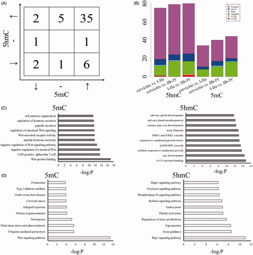 Figure 3. The associated functions of DMR/DHMRs in CSCC. The count of selected DMRs/DHMRs with the similar or opposite variation trend of 5mC/5hmC compared among cervicitis, I–IIa and IIb–IV of CSCC (A). Upper and down arrow mean the up- and down-regulated 5mC compared among cervicitis, I–IIa and IIb–IV of CSCC. Left and right arrow mean the up- and down-regulated 5hmC compared among cervicitis, I–IIa and IIb–IV of CSCC. “-” means no variation of 5mC/5hmC among these three groups. The distribution of the selected DMRs/DHMRs in genomic regions (B). GO (C) and KEGG (D) analysis of the genes associated with DMRs/DHMRs.