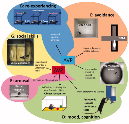 Figure 1. Schematic drawing illustrating the behavioral tests used in studies of post-traumatic stress disorder (PTSD) clusters and effects of arginine vasopressin (AVP) in these studies. EPM: Elevated Plus-Maze; AVP: central AVP presence/excess by synthetic AVP; AVP crossed out: missing/reduced or blockade of central AVP signaling.