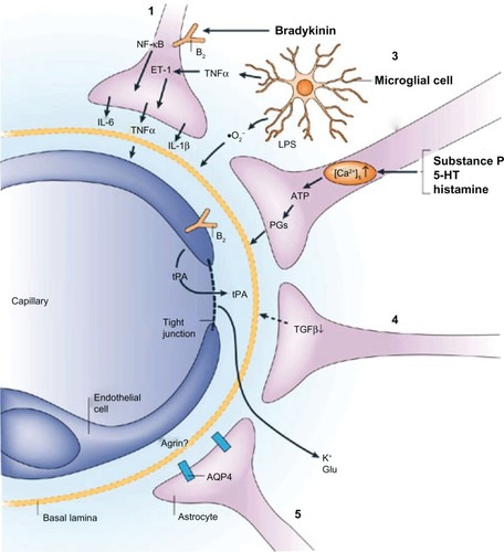 Figure 1 Examples of astroglial-endothelial signaling in infection or inflammation, stroke or trauma, leading to opening of the blood–brain barrier and disturbance of brain function. Bradykinin, produced during inflammation in stroke or brain trauma, acts on endothelial and astroglial bradykinin B2 receptors, leading to an increase in the concentration of intracellular Ca2+. In astrocytes, this can trigger the production of IL-6 through activation of nuclear factor-κB.Citation1 (1). Bradykinin, substance P, 5-HT (serotonin) and histamine acting on astrocytes can lead to the formation of ATP and PGs, with effects on vascular tone and endothelial permeability (2) by mechanisms that are known to involve endothelium. Lipopolysaccharide (LPS), formed in infections, leads to the release from microglia of TNFα, IL-1β, and reactive oxygen species (including O2−), all of which have the ability to open the blood-brain barrier (3). Astrocytes downregulate tPA production via TGFβ, but there is still sufficient tPA to open the blood–brain barrier, leading to an influx of tPA from the blood (4). Following disruption of the blood–brain barrier involving a decrease in agrin expression, K+ and Glu from the blood can reach the brain extracellular space. AQP4 is upregulated on the astroglial endfeet, leading to astroglial swelling (5). Reprinted by permission from Macmillan Publishers Ltd: Nature Publishing GroupCitation62, copyright 2006.