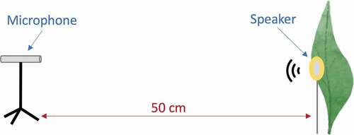 Figure 2. Experimental set up used to test the acoustic properties of leaves