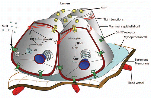 Figure 1 Mammary epithelial serotonin system and its mechanism of action. Diagramatic representation of mammary epithelial serotonin system. Mammary epithelial cells synthesize serotonin and secrete it into their surroundings. This serotonin acts in an autocrine-paracrine manner through its receptors. Among these, 5-HT7 receptor has been localized to the baso-lateral side of the mammary epithelial cells. 5-HT through the 5-HT7 receptor generates two signals; a cAMP-PKA signal and a cAMP-p38MAPK signal. Serotonin reuptake transporter (SERT) is present on the apical membrane of the mammary epithelial cells and is involved in recycling and metabolism of mammary serotonin.