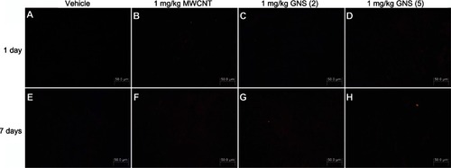 Figure 6 IL-33 protein expression in spleens of C57BL/6 mice 1 or 7 days following intravenous injection with MWCNT, GNS (2), or GNS (5).Note: Representative immunofluorescence images of IL-33 protein expression (red) in spleen from C57BL/6 mice at 1 or 7 days following injection with (A and E) vehicle or (B and F) 1 mg/kg of MWCNT, (C and G) GNS (2), or (D and H) GNS (5).Abbreviations: IL, interleukin; MWCNT, multiwalled carbon nanotubes; GNS, graphene nanosheets.