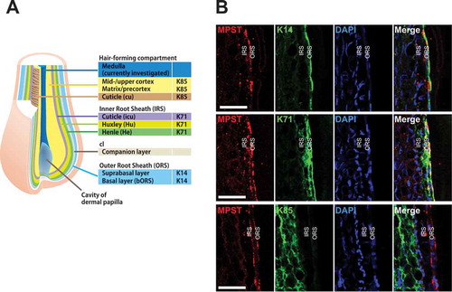 Figure 5. Expression patterns of MPST in human hair follicles. (a) Schematic representation of the expression patterns of epithelial/hair keratins. K71 is expressed in the three inner root sheath (IRS) layers and K14 is expressed in the outer root sheath (ORS). K85 is present in the hair-forming compartment. (b) Immunofluorescence labeling of MPST and hair keratins (K14, K71, and K85) in scalp hair follicles. K14 is uniformly expressed throughout all layers of the widely stratified follicular outer root sheath (ORS). K71 is expressed in all compartments of the hair inner root sheath (IRS). Hair keratin K85 expression is detectable from the hair matrix to the upper cortex and hair cuticle. MPST is seen in the ORS and IRS cuticle (merged green and red). Nuclei were stained with DAPI. Scale bars represent 50 μm. We found the hair growth-promoting effects of sodium thiosulfate (STS) in mice. STS may represent a beneficial remedy for hair loss.