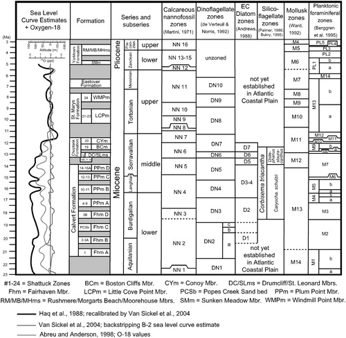 FIGURE 1. Stratigraphic column of the Calvert Cliffs. Age estimates established on the basis of various biostratigraphic indices and the likelihood that the ∼405 ka orbital eccentricity cycle controlled depositional cyclicity.