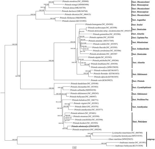 Figure 3. ML phylogenetic tree of Primula odontocalyx and 44 Primulaceae species based on chloroplast complete genomes, the branch supports values were reported as SH-aLRT/UFBoot.