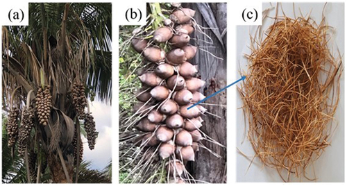 Figure 1. Photo of (a) Babassu Palm, (b) close-up of the babassu coconut (c) fibers of the babassu coconut shell.